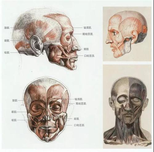 素描人物头像头部肌肉分析